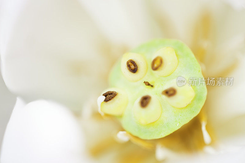 lotus seed